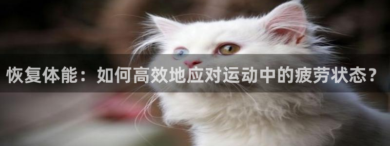 速球体育正规不