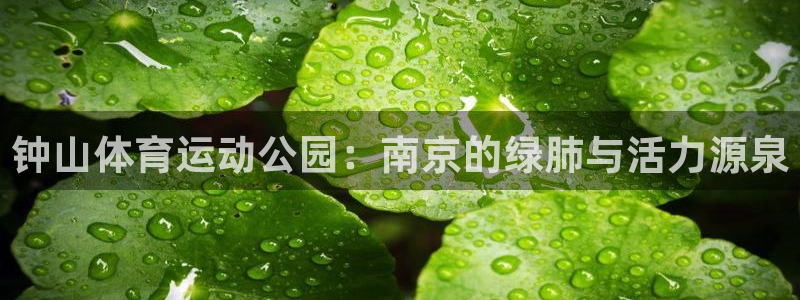 速球体育官方入口地址