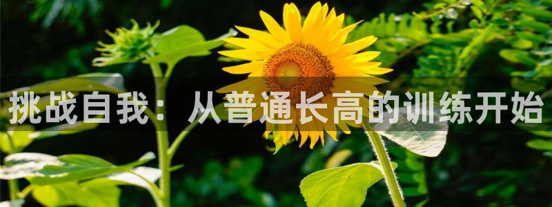 速球体育官网入口